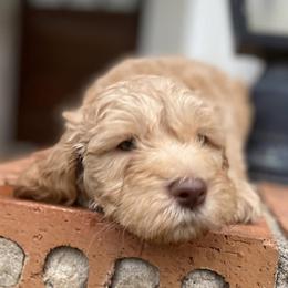 Aussiedoodles and Goldendoodles from Foneb Farm - The F1B Farm