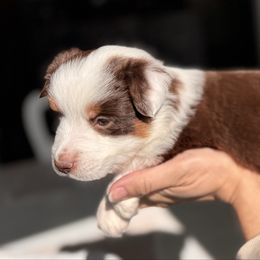 Pignoli - Girl 5 - Red tri female Miniature Australian Shepherd puppy in Massapequa, New York from All That Auss Mini Aussies
