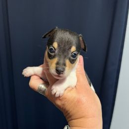 Lola's AF6 - White black and tan female Toy Fox Terrier puppy in Clermont, Florida from Debbie Hiles's Toy Fox Terriers