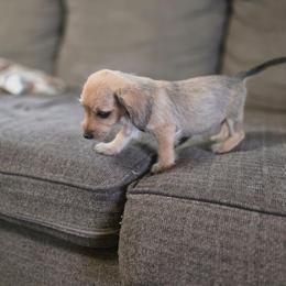 Grumpy - Red male Dachshund puppy in Lynn, Indiana from StorSma Farms