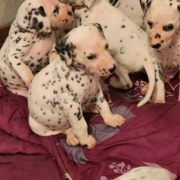 Shiloh - Dalmatian