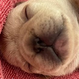 Girl 1 - female French Bulldog puppy in Vero Beach, Florida from Lazy Daisy