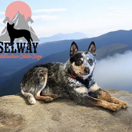 Hemi - Australian Cattle Dog