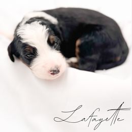 Lafayette - Tri-color male Bernedoodle puppy in Tipton, Indiana from Country Creek Doodles