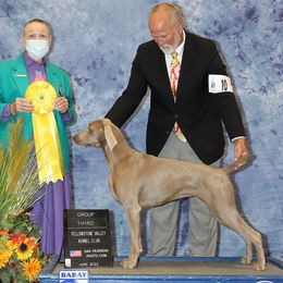 Yogi - Weimaraner