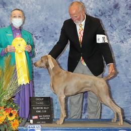 Yogi - Weimaraner