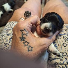 Female 3 Spot on Left - Piebald female Dachshund puppy in Gordon, Georgia from Long Dogs Yellow Farm