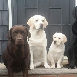 Labrador Retrievers from Brooklyn Labradors