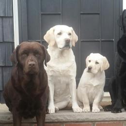 Labrador Retrievers from Brooklyn Labradors