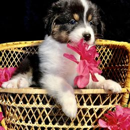 Australian Shepherd Puppies from Bright Eyes Aussies