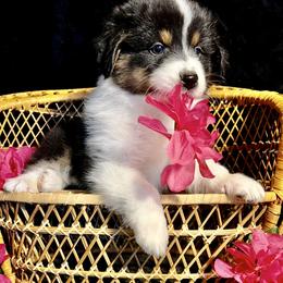 Australian Shepherd Puppies from Bright Eyes Aussies