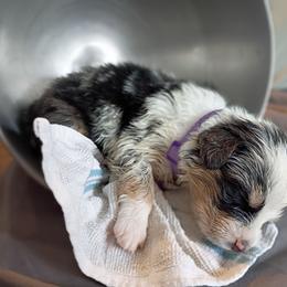 Iris (Lavender Collar) - Blue merle female Australian Shepherd puppy in Okeechobee, Florida from Rothsolid Puppies