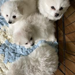 American Eskimo Dog Puppies from Firefly American Eskimo Dogs