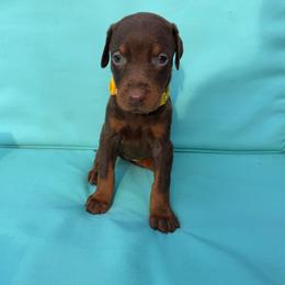 Yellow Female - Red and rust female Doberman Pinscher puppy in Madison, Indiana from Jensen Dobermans and Dachshunds