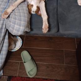 Ibizan Hound Puppies from AirO'Doe Ibizans