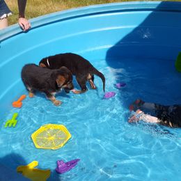 German Shepherd Puppies from sharon Minerd