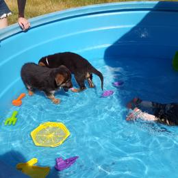 German Shepherd Puppies from sharon Minerd