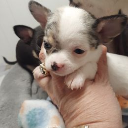 Chihuahua Puppies from Dakota Heart Chihuahuas