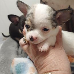 Chihuahua Puppies from Dakota Heart Chihuahuas