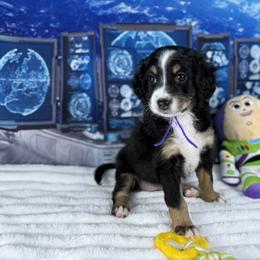Bernedoodle and Goldendoodle Puppies from Donnas Deluxe Doodles LLC