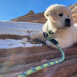 Golden Retriever Puppies from West Coast Cream Goldens
