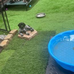 Green collar female - Black female German Shorthaired Pointer puppy in Rincon, Georgia from South Creek Kennels / SCK Gun Dogs