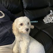 Bella - Cavachon
