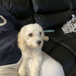 Bella - Cavachon