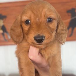 Rubble - Red male Dachshund puppy in Goldthwaite, Texas from Mini Mama Dachshunds