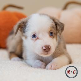 Louisiana  (Louie) - Red merle male Miniature Australian Shepherd puppy in Buna, Texas from R & C Kennels