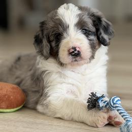 Boy 4 - Blue merle male Bordoodle puppy in Shelton, Washington from Prophecy Kennels