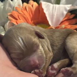 Cavapoo Puppies from Honey & Lemon Royalty