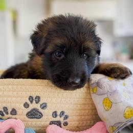 Magma - Black and red male German Shepherd puppy in Windsor, South Carolina from Sinister Shepherds