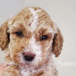 Poodles from Victoria's Poodles
