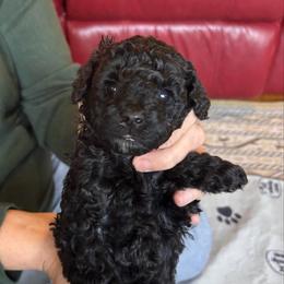 Post - Silver male Poodle puppy in Florence County, South Carolina from Modern Family Standards