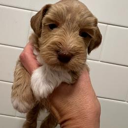 Cassie - Wheaten female Miniature Schnauzer puppy in Grayson, Kentucky from Seventh Heaven Schnauzers