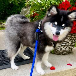 Conan - Black and white male Pomsky puppy in Michigan from Blue Water Pomskies