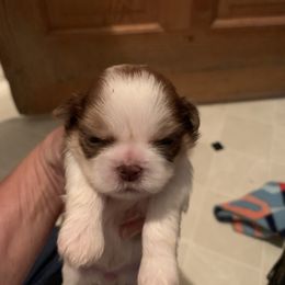 Shih Tzu Puppies from Dorothy Agrippino's Shih Tzus