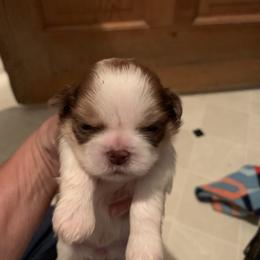 Shih Tzu Puppies from Dorothy Agrippino's Shih Tzus