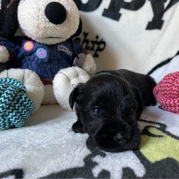 Purin - Black male Miniature Schnauzer puppy in San Diego, California from KMS-Miniature Schnauzers
