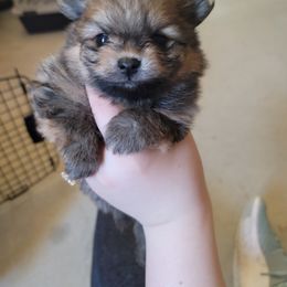 Pomeranian Puppies from Gypsy Poms