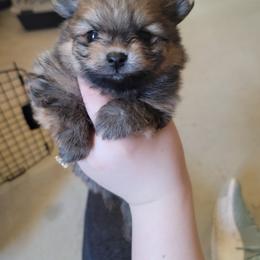 Pomeranian Puppies from Gypsy Poms