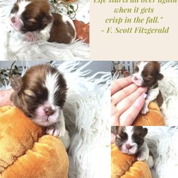 Pumpkin - Liver and white male Shih Tzu puppy in Coolidge, Arizona from Shih Tzu’s  ‘N’ Love