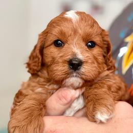 Odin - Red male Cavapoo puppy in Kalamazoo, Michigan from Sleeping Bear Kennels
