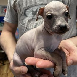 American Hairless Terrier Puppies from Gold Rush Kennels