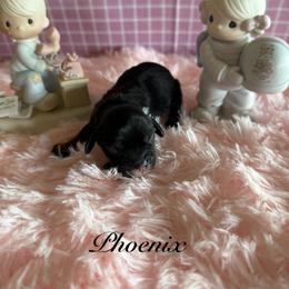 Cavalier King Charles Spaniel puppies from Cavalier King Charles Heartland