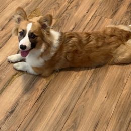 Benito - Pembroke Welsh Corgi