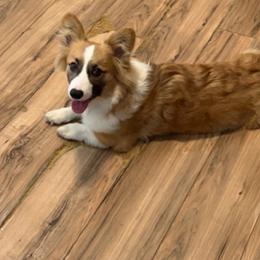 Benito - Pembroke Welsh Corgi