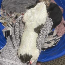 Golden Retriever and Greyhound Puppies from K and E Kennels