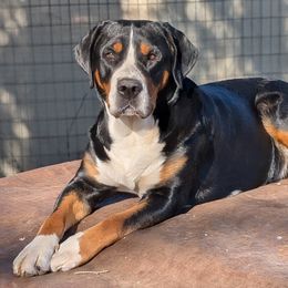 Greater Swiss Mountain Dog puppies from Alpenblick